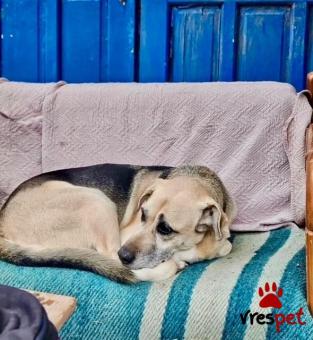 Ράτσα: Γερμανικός ποιμενικός Αλσατίας | Ηλικία: 5+ | Φύλο: Αρσενικό | Αρ. Microchip: - | Ημίαιμο | Περιοχή: Νέα Σμύρνη, Αττική